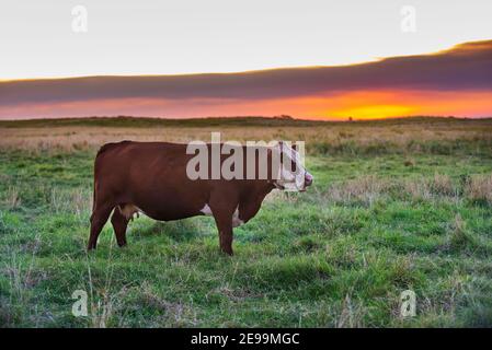 Mucca nella campagna di Pampas, provincia di la Pampa, Patagonia, Argentina. Foto Stock