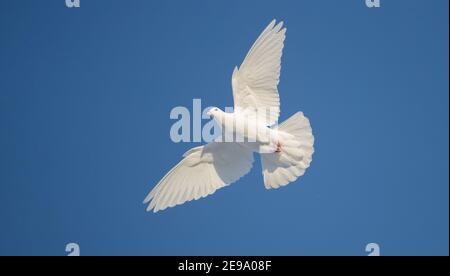 libera colomba bianca vola splendidamente attraverso il cielo blu Foto Stock