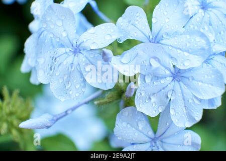 Grappolo di fiori bluastri di capo leadwort, plumbago auriculata, con gocce di pioggia sui petali. Concetto di freschezza Foto Stock