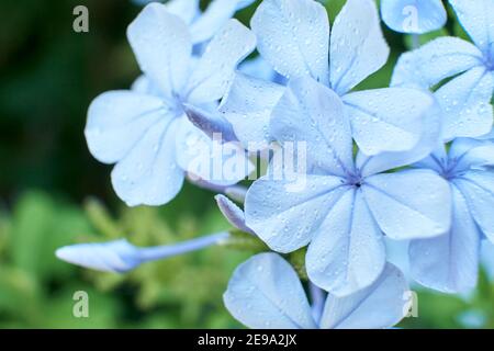 Grappolo di fiori bluastri di piombo, plumbago auriculata, con piccole gocce sui petali. Concetti di freschezza e fragilità. Foto Stock