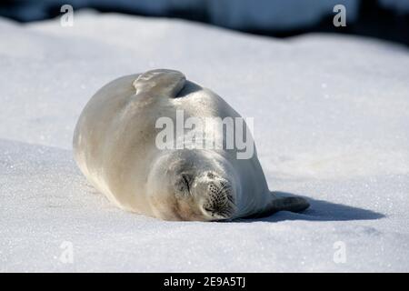 Una foca crabeater adulta, Lobodon carcinophaga, ha trasportato fuori su ghiaccio di mare nelle isole utili, Gerlache Strait, Antartide. Foto Stock