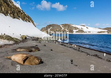 Le foche dell'elefante del sud, Mirounga leonina, trasportate fuori sulla spiaggia, isola di Barrientos, Antartide. Foto Stock
