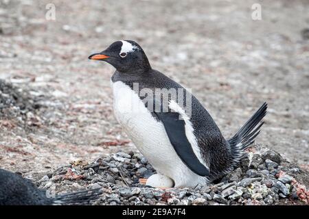 Pinguino di Gentoo, Pigoscelis papua, sulle uova alla colonia di riproduzione sull'isola di Barrientos, Antartide. Foto Stock