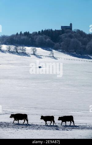 Mucche campo fuori neve coperta pascolo Foto Stock