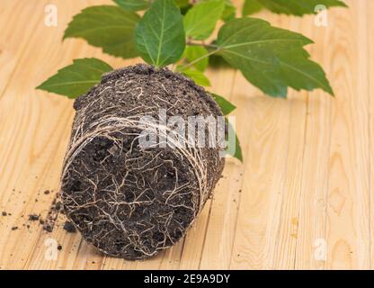 In procinto di repotting Hibiscus - radici da vicino. Foto Stock