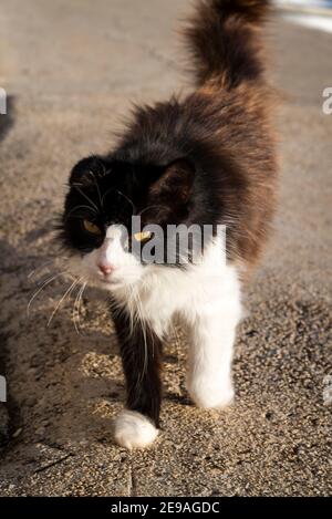 Gatto marrone nero e bianco, Isola di Iz, arcipelago di Zara, Dalmazia, Croazia Foto Stock