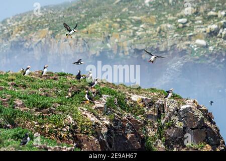 Puffin Colony a Elliston Point Foto Stock