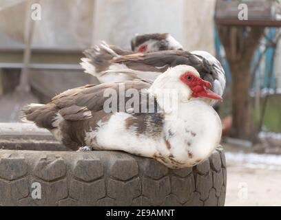 Belle anatre moscovie seduti su alcuni pneumatici. Foto Stock