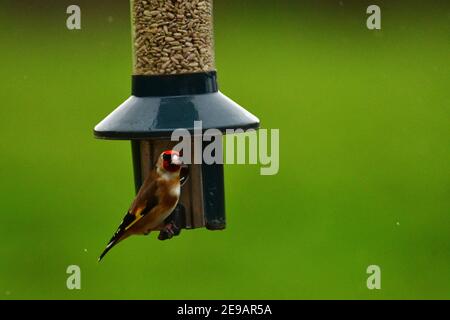 Regno Unito Meteo. In un pomeriggio mite goldfinch in coppie e singoli sono visti appendere sul alimentatore in cerca di cibo durante i mesi invernali di febbraio Foto Stock