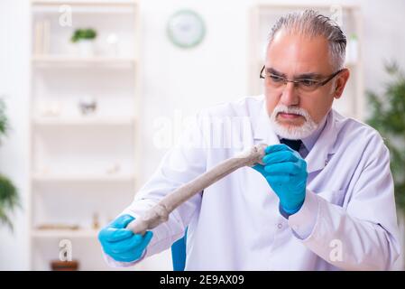 Vecchio paleontologo maschile che lavora in laboratorio Foto Stock