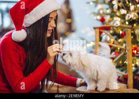 La vigilia di Capodanno, una donna gioca con un piccolo cane. Foto Stock
