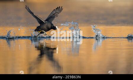 La folaga eurasiatica (Fulica atra) che scorre sull'acqua, Baden-Wuerttemberg, Germania Foto Stock