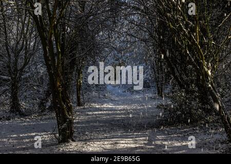 Inverno nel parco Watermead a Leicester, bella, neve fresca e giornata di sole. Cielo blu fantastico. Foto Stock