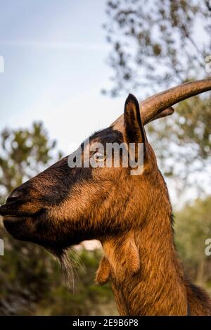 Capra marrone, Isola di Iz, Dalmazia, Croazia Foto Stock
