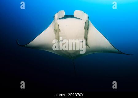 Manta Ray oceanico gigante (Manta birostris) con Remora annessa a nuotare in un oceano blu chiaro. Foto Stock