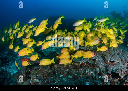 Scuola di Snapper colorato cinque-foderato (Lutjanus quinodelineatus) Su una barriera corallina nel Mare delle Andamane Foto Stock