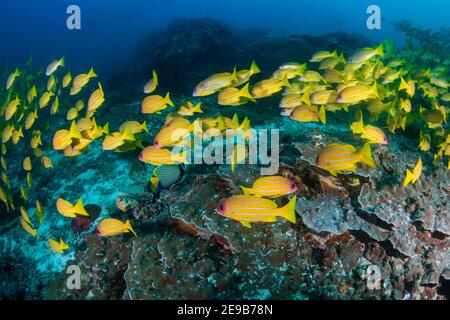 Scuola di Snapper colorato cinque-foderato (Lutjanus quinodelineatus) Su una barriera corallina nel Mare delle Andamane Foto Stock