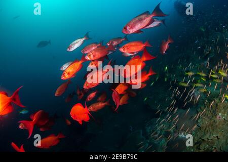 Scuola di Bigeye Fish sull'isola di Ko Bon. Foto Stock