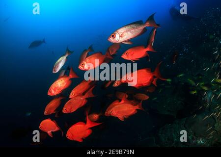 Scuola di Bigeye Fish sull'isola di Ko Bon. Foto Stock