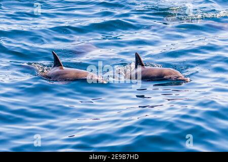 Un simpatico cialde di delfini comuni sulla superficie di un oceano tropicale. Foto Stock
