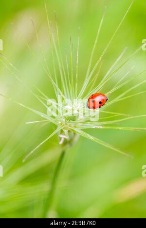 ladybug rosso sui picchi con sfondo verde fuori fuoco Foto Stock