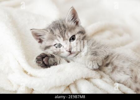 Simpatico ritratto di gattino tabby con zampa addormentata su morbida coperta bianca. Appoggio del gatto sul letto. Gli animali domestici dormono comodamente in una casa accogliente. Foto Stock