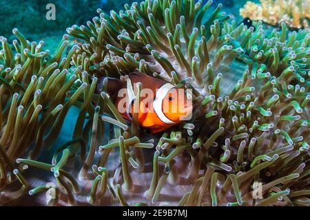 Bella False Clownfish nel loro anemone ospite su una barriera corallina tropicale in Asia. Foto Stock
