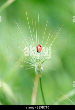 ladybug rosso sui picchi con sfondo verde fuori fuoco Foto Stock