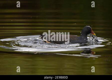 moorhen gallinula dusky lato tenebrosa sul nuoto tirando la testa fuori di acqua con spruzzi d'acqua tasmania australia Foto Stock