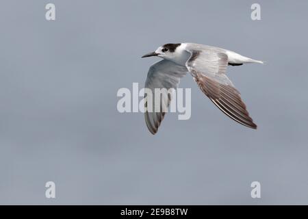 Tern comune (Sterna hirundo), abird nello stretto di Blackett, vicino a Kolombangara, Solomons 29 gennaio 2017 Foto Stock