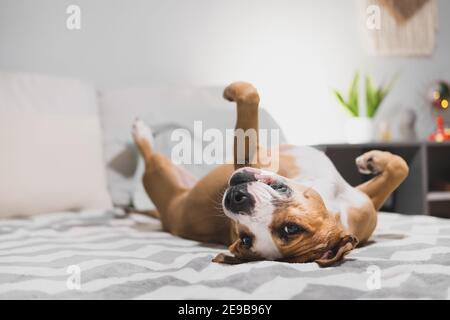 Cane divertente che si raffredda sul letto capovolto. Animali domestici a casa, relax, sensazione di cucciolo calma e confortevole, stile di vita al chiuso Foto Stock