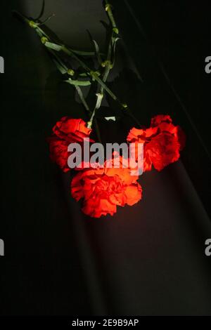 Tre garofani rossi in luce su sfondo nero Foto Stock