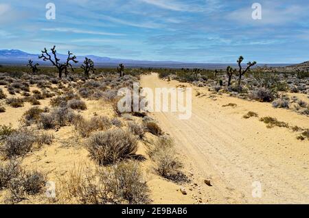 Strada sterrata del deserto sabbioso che conduce dal cactus e spazzola nella valle verso la catena montuosa di distanza sotto il cielo blu con le nuvole bianche. Foto Stock