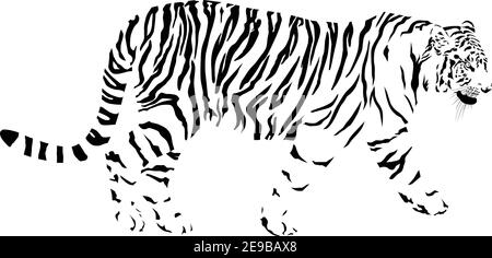 Tiger, vettore in bianco e nero Illustrazione Vettoriale