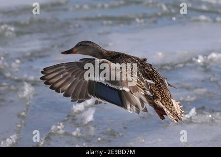 Le anatre di Mallard vicino al lago in inverno Foto Stock