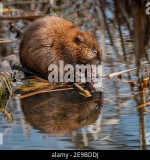 Un Muskrat (Ondatra zibethicus) masticando su una canna e ammirandone il riflesso nello stagno delle paludi. Foto Stock