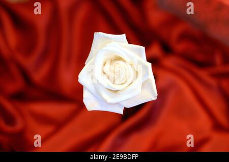 Rosa bianca su velluto rosso Foto Stock