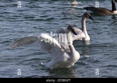 Barcovan Beach cigno gregge Foto Stock
