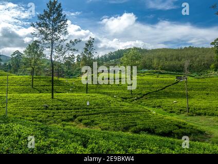 Una lussureggiante piantagione di tè nella regione di Nuwara Eliya nello Sri Lanka al mattino presto. Gli altopiani centrali dello Sri Lanka sono ideali per la produzione di tè. Foto Stock