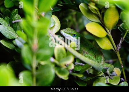 Anola verde americana che si nasconde in un cespuglio essendo ben camuffato Foto Stock