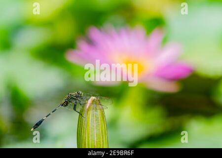 Primo piano di una sosta per la libellula presso una gemma di loto a Taipei, Taiwan Foto Stock