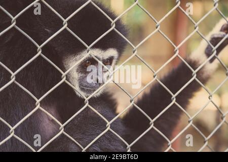 Espressione infelice gibbone in gabbia Foto Stock