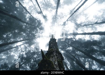 Misty foresta, nebbia e pineta nella foresta tropicale invernale, Fog e pino Foto Stock