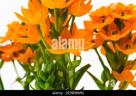 Stella solare o stella di Betlemme (Ornithogalum dubium) pianta fiorita. Bella esotica fiori primo piano, isolato su sfondo bianco Foto Stock