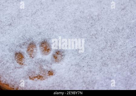 Sfondo di texture macro di una pagina domestica di gatto su stampa una superficie di legno coperta di neve in inverno Foto Stock