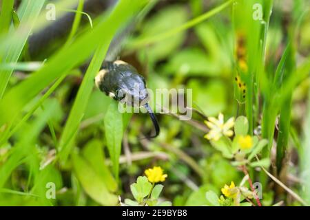 Primo piano di serpente innocuo, serpente d'erba in habitat naturale, Natrix natrix, fauna selvatica europea, Repubblica Ceca Foto Stock