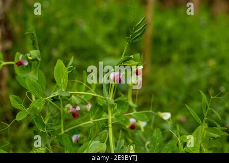 Leguminosae ideale vegitable o Pea flower o Motor Shuti o. Pisum sativum Foto Stock