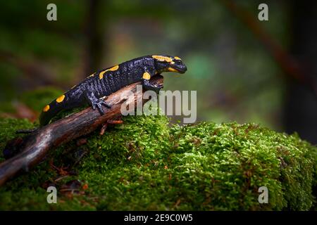 Una bella specie di anfibio nero con macchie gialle Foto Stock