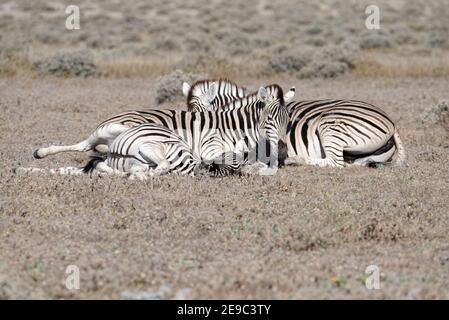 Tre zebre si stendono a terra, addormentati. Foto Stock