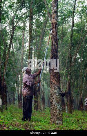 Indian Farmer gomma maschiatura albero in tamil nadu su una mattina nebbiosa Foto Stock